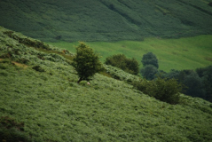 Brecon Beacons 2
