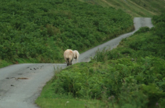 Brecon Beacons 9