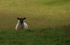 Llanidloes 4