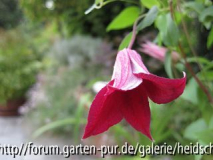 textensis 'Grafety Beauty'