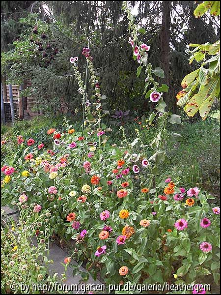 Zinnien und Stockrosen, August 09