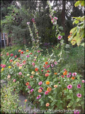 Zinnien und Stockrosen, August 09