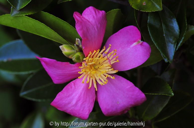 Camellia sasanqua 2009