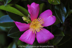 Camellia sasanqua 2009