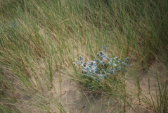 Prestatyn 14