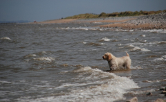 Prestatyn 12