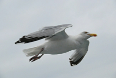 Auf der Fähre 1