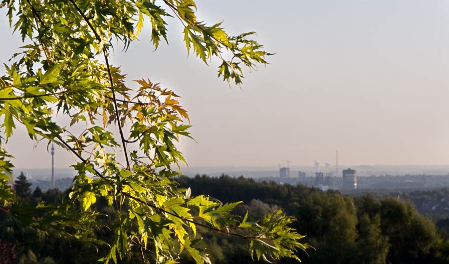 Goldener Morgen im September
