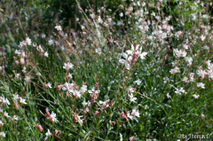 Südbeet 02