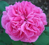 Yolande