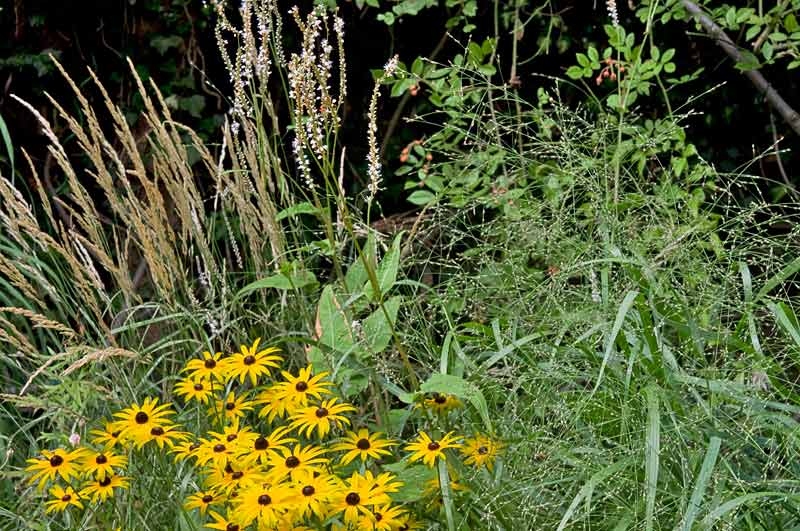 Rudbeckia fulgida var. deamii im Herbstbeet