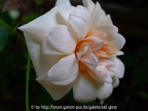 Perle d Or