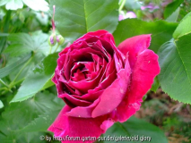 rosen