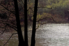 herbstliches Glitzern auf dem Bogateich