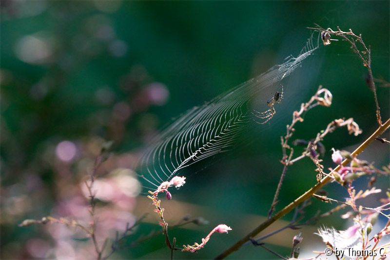 Spinnerei am Herbstmorgen
