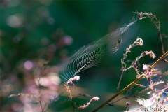 Spinnerei am Herbstmorgen