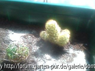 kakteen