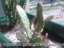 kakteen 2