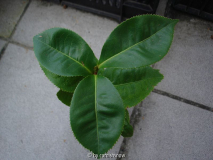 camellia amplexicaulis 09.2009