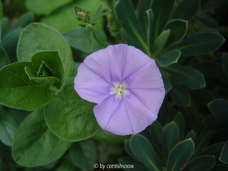 Convolvulus sabatius