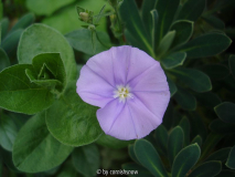 Convolvulus sabatius