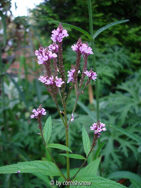 Verbena hastata var. rosea
