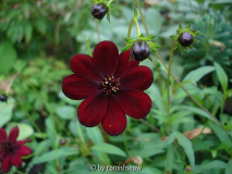Cosmos atropurpurea