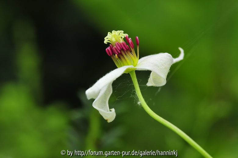 Clematis ispahanica