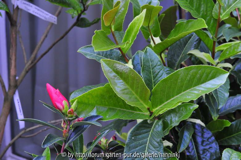 Camellia amplexicaulis alt