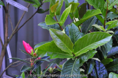 Camellia amplexicaulis alt