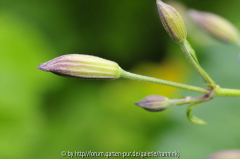 Clematis 'Edward Prichard' Knospen