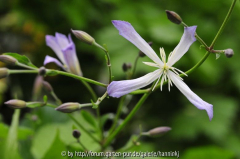 Clematis 'Edward Prichard'