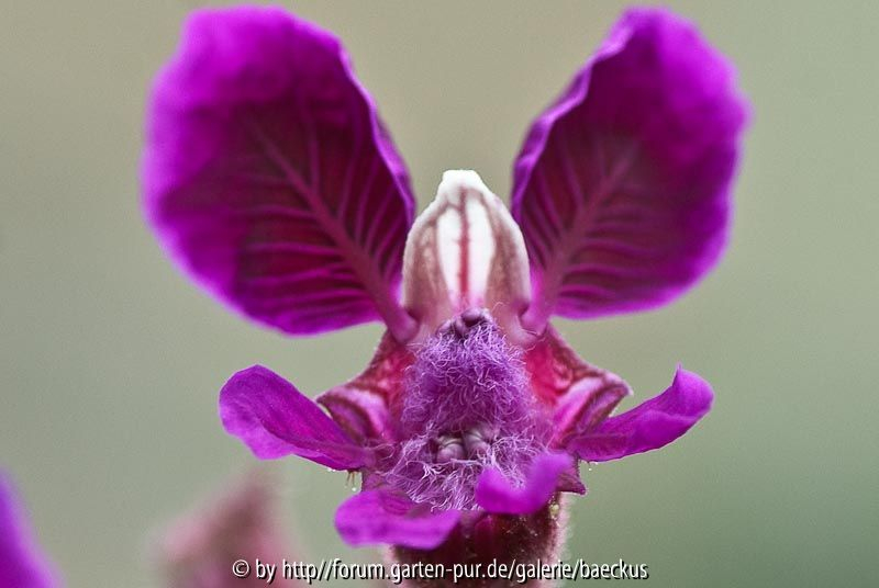 Unbekannte Einjährige - Einzelblüte