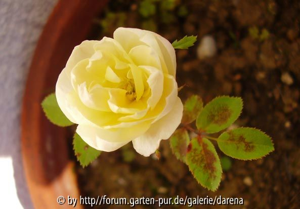 Veilchenrose