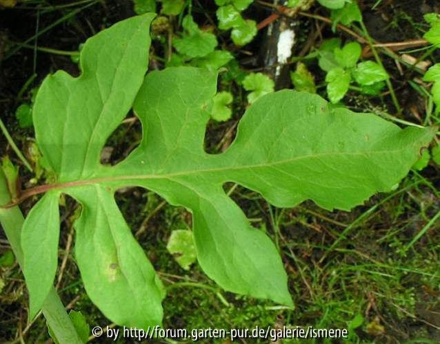 Leycesteria Blatt