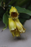 Tricyrtis macranthopsis
