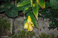 Tricyrtis macranthopsis 2
