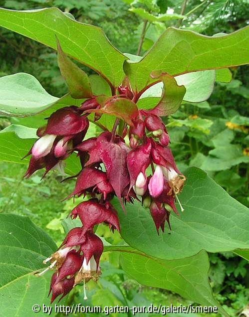 Leycesteria Blüte