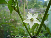 Blüte Pis Bas Harari