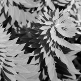 Spiralenmagie