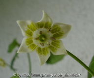 Blüte von Peri Peri