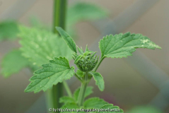 Leonotis nepetifolia oder leonurum
