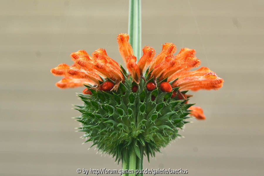 Leonotis nepetifolia oder leonurum - Blüte