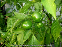 Chili2005