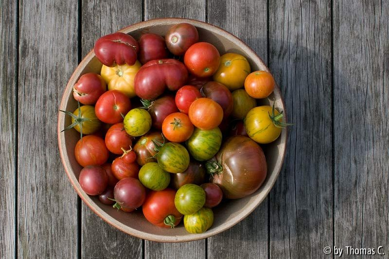 Tomatenernte im September 4