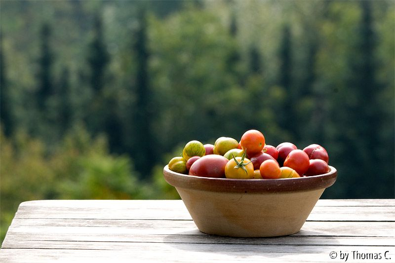 Tomatenernte im September 3