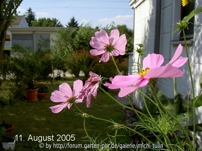 Cosmea