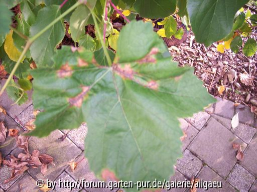 Falscher Mehltau an Einsett Seedless