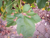 Falscher Mehltau an Einsett Seedless