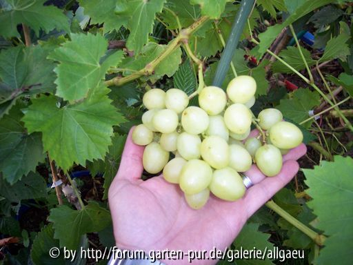 Erstlingstraube von Juliane